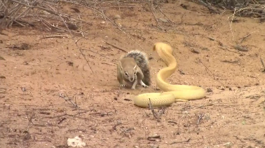 Brave African Squirrel Mom Faces Off With Cobra to Protect Babies