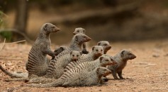 Study on Banded Mongoose Presents How its Environment Influences the Spread of Infectious Disease