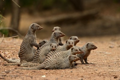 Study on Banded Mongoose Presents How its Environment Influences the Spread of Infectious Disease