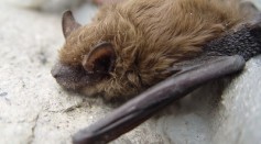 The animal infected by the disease, White-Nose Syndrome is a bat species also called cave myotis or Myotis velifer which was discovered in the state’s central part on February 23