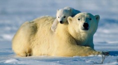 Polar Bear in Arctic
