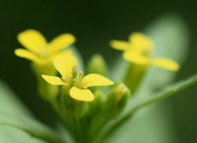 The scientists used a small flowering plant called, Arabidopsis thaliana, specifically in mustards