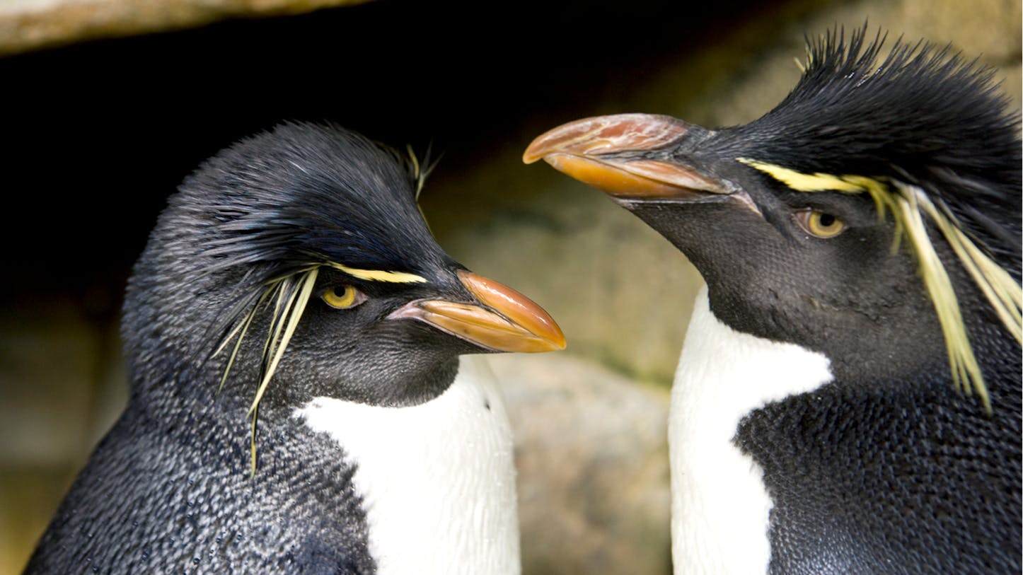 VIDEO] Penguins Take Advantage of Human Absence, Roam Freely Around  Aquarium | Science Times