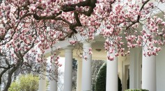 Taken one week before the first day of Spring Equinox 2020, magnolia blooms are blossoming in the Rose Garden along the White House’s West Wing Colonnade