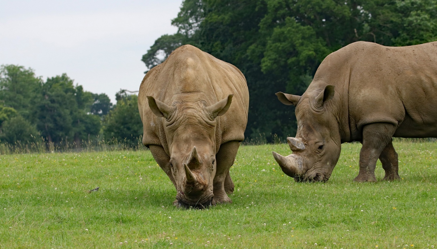 rhino gestation period