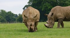 Increase in Black Rhino Population Cause for Hope