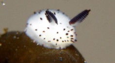 Fun Facts about Sea Bunnies
