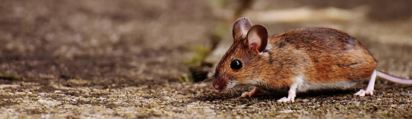 Based on the report of CDC, hantavirus has ‘rare cases’ and that they spread because of saliva or droppings, and close contact with rodent urine