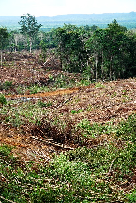 Land clearing in Kalimantan, Indonesia 