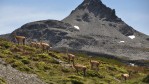 Guanacos in Chilean Patagonia. One of the last remaining wilderness areas left in the region.