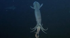 A Humboldt squid