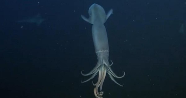 Illuminating Find: Decoding the Humboldt Squid's Secret Language ...