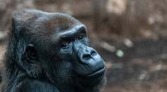 Scientists Warn Coronavirus Could be Catastrophic to Great Apes
