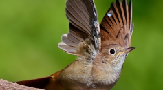 Wings of Nightingale is at Risk to Becoming Shorter Due to Climate Change