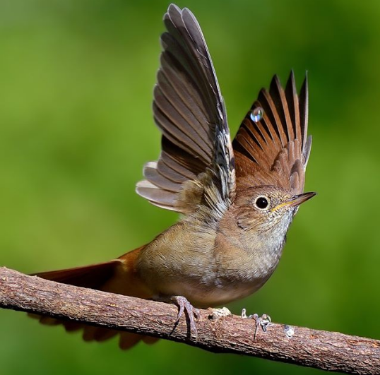 Wings of Nightingale is at Risk to Becoming Shorter Due to Climate Change