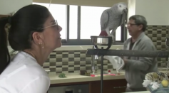 Squawking parrot warns the world amid coronavirus