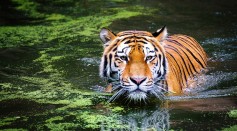 Bronx Zoo Reported First Known Case of Tiger Testing Positive for COVID-19