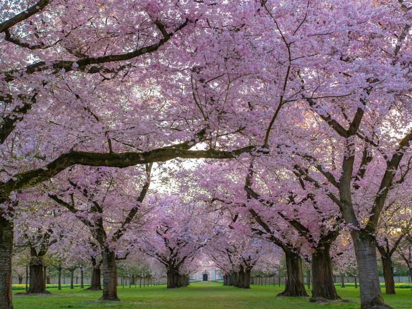 A Pink Solution Versus Climate Change: Discovering the Power of a 25-year-old Cherry Tree