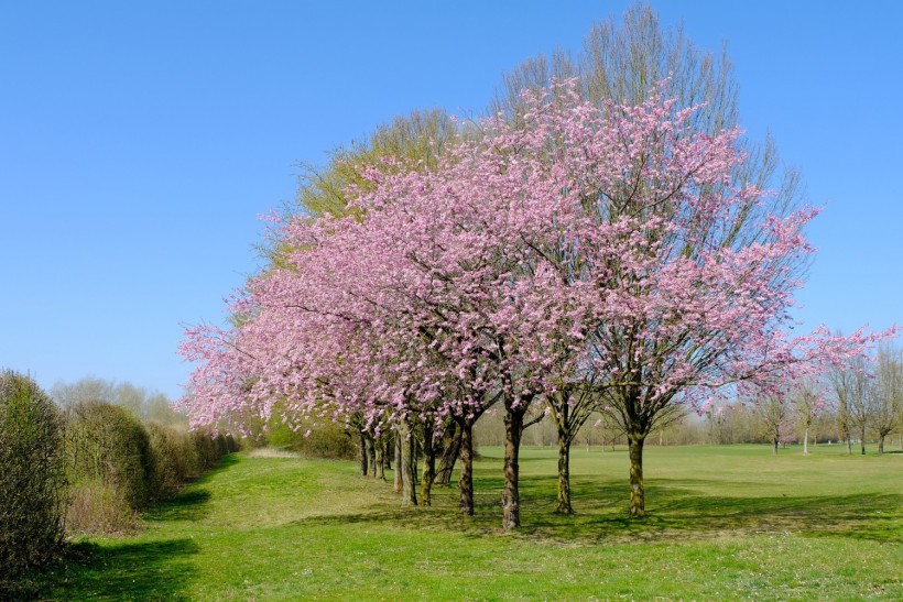 A Pink Solution Versus Climate Change: Discovering the Power of a 25-year-old Cherry Tree