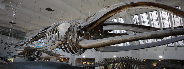 Evading Death—How The Bowhead Whale Is Able To live Up To Two Centuries