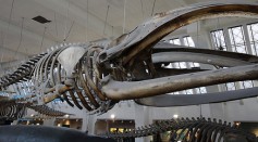 Bowhead whale skeleton