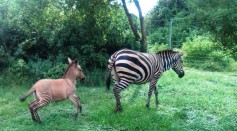 Meet ‘Zonkey’, A Rare Hybrid Discovered in Kenyan National Park