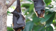 Six New Coronaviruses Are Discovered In Bats That Are In The Same Family With The SARS-CoV-2 That Caused The COVID-19