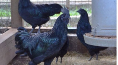 Fun Fact: Where Can You Find An Incredibly Rare All-Black Chicken In and Out?