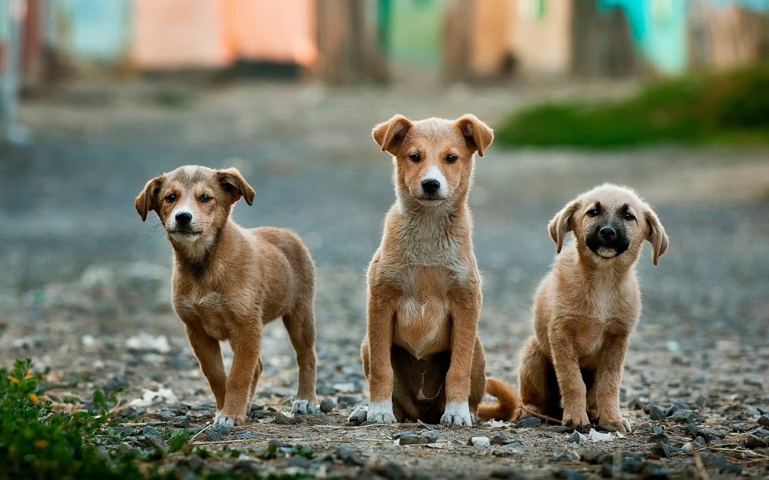 research about stray dogs