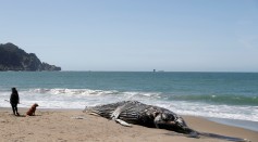 The carcass of a humpback whale lies washed up at Baker Beach in San Francisco
