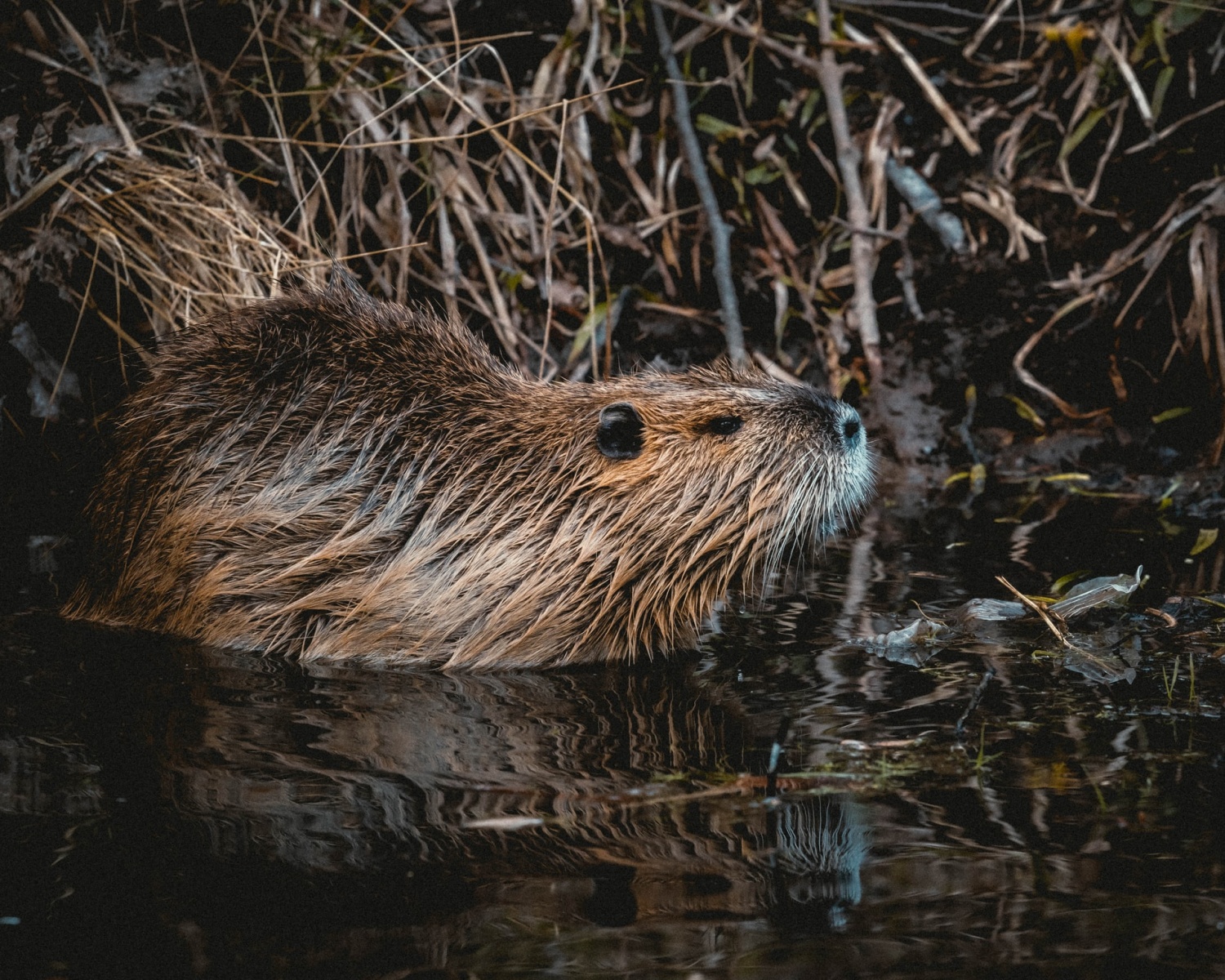 Watch Adorable Beavers Larking Around Holnicote Estate As They Help With Flood Management And