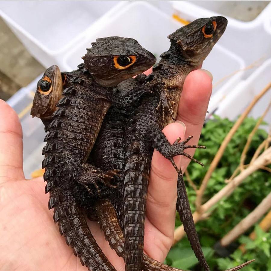 Are Red Eyed Crocodile Skinks Good Pets  