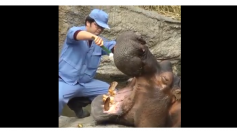 Watch A Man Casually Brushes The Teeth of One of the World's Most Dangerous Animals