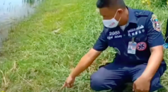 baby eaten by monitor lizards in Thailand
