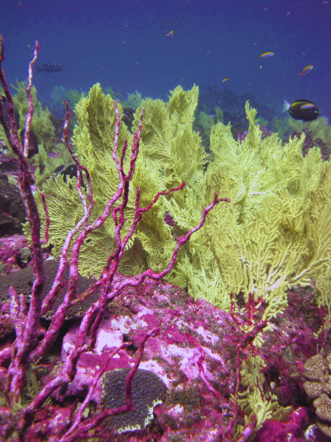 Corals Emit Own Display of Colorful 'Sunscreen' to Fight Back Against