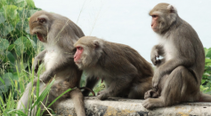 Primate Study Uncovers New Developments for Immunity Against Coronavirus Infection
