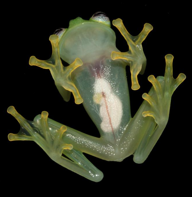 Study on Glass Frog and its Translucent Skin Reveals More than Just its