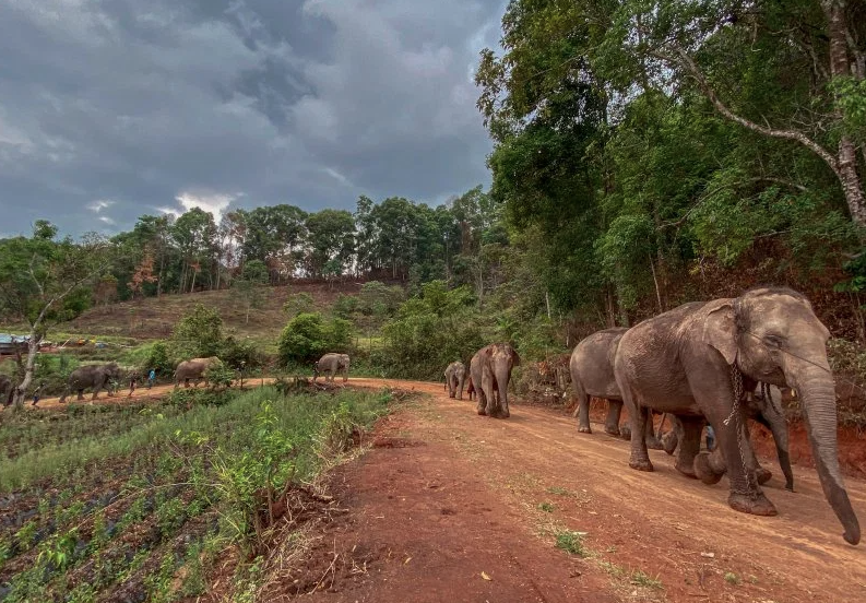 Hundreds of Captive Elephants are Freed for 'The Biggest Migration In