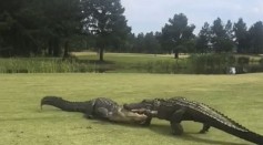 [VIDEO]: Two Alligators Locked In A Fight to Death At A Golf Course In South Carolina