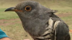 Satellite Follows ‘Mammoth Journey’ of a Cuckoos on an Epic Journey