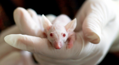 PP2A Protein is Discovered to Specifically Prevent Tumor Development in Mice
