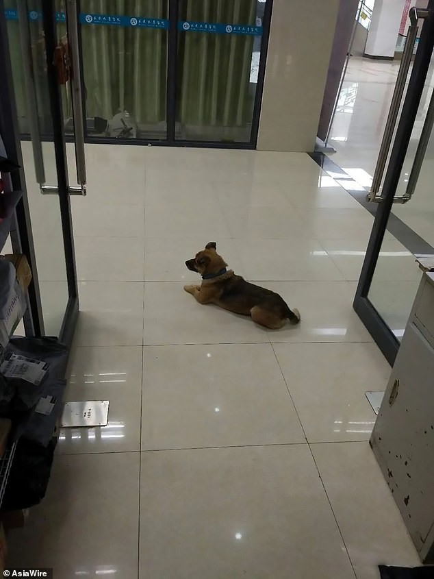 Loyal Dog Waits for Owner for Three Months at Wuhan Hospital 