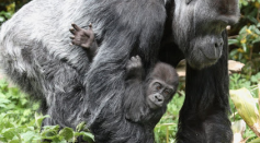 Amanda, 50yr Old Gorilla, Euthanized this Week at Woodland Park Zoo