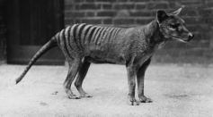 Is the Tasmanian Tiger Extinct? Recovered Footage of the Last Known Thylacine Released from 1935 While Claims of Sightings Still Occur