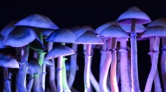 I Love Myself, Goodbye: The Experience of Ego Dissolution In Taking Psilocybin Mushrooms 
