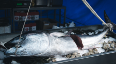 WWF & Japanese Fishery vs Conservationalists - Are Bluefin Tuna Populations Safe? 