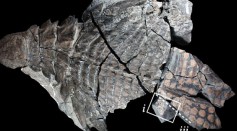 Last Meal of A Huge 110-Million-Year-Old Armor-Plated Dinosaur Discovered In Its 'Exceptionally Preserved' Form