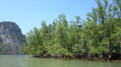 One-Fifth of Mangroves In the World Already Perished, But Could Totally Be Gone By 2050 Due To Rising Sea Levels 