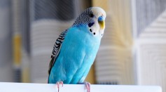 parrots artithmetic ability