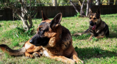 Belgian Shepherds Can Tell if You Have Coronavirus by Smelling Your Armpit